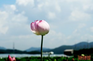 시흥 관곡지 연꽃(4)