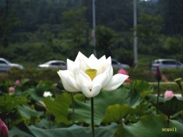 시흥 관곡지 연꽃구경