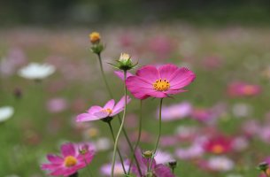 정읍 구절초 축제.