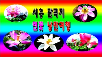 47년지기 전우와 시흥 관곡지로 떠나는 "연꽃" 낭만여행