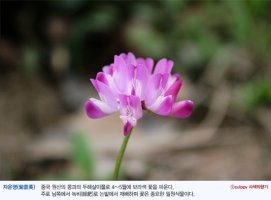 자운영 꽃