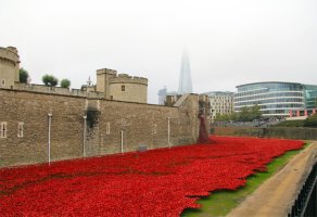 엄청난 규모의 도자기 장미로 장식된 런던타워 888,246 ceramic poppies infill the tower of london for remembrance day: paul cummins,tom piper