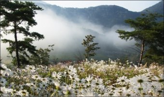 정읍 구절초 축제