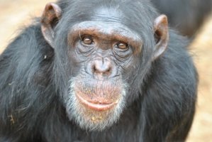 침팬지, 창으로 사냥(?) 진화의 시작인가?