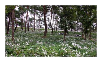 정읍 구절초 축제