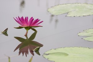 시흥시 하중동 관곡지 수련을 찾다(2)