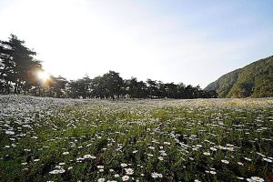 정읍 구절초 축제