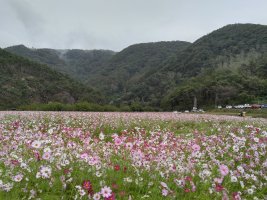 정읍 구절초 축제