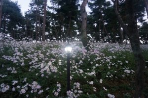 정읍 구절초 축제 12번째