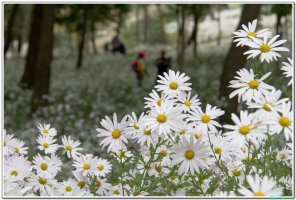 정읍 구절초 축제..