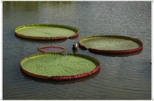 관곡지 연꽃