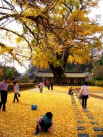 2011/11/5 전주 향교의 은행나무