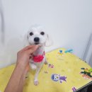보라애견미용실 이미지