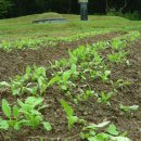 개미농장 이미지