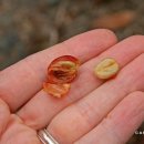 커피체리 이미지