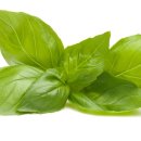 (봄맞이) 홈가드닝 이미지