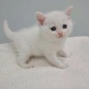 묘냥묘냥 이미지