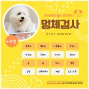 일산애견호텔 강아지 유치원 미용 맘바이 일산점 이미지