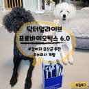 닥터얼라이브 반려동물 프로바이오틱스 6.0, 기호성 좋은 강아지 유산균 추천 솔직후기