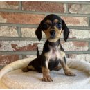 대구펫 강아지분양 고양이분양 이미지