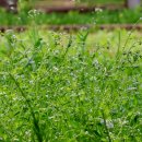 5월의 여름새 뻐꾸기 노래 이미지