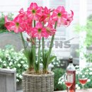 소나티니 롤리팝(Hippeastrum Sonatini Lollypop)을 50구 선착순으로 공동구매합니다. 이미지