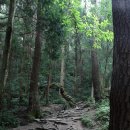 올 여름 휴가-장성 축령산과 해남 강진 이미지