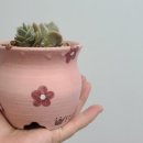 정진다육