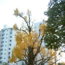 ★ 서울에서 가장 오래되고 아름다운 은행나무를 만나다 ~ 방학동 은행나무 (나무 주변 명소들) 이미지