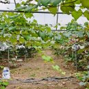 두동 한우 농장 이미지