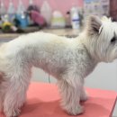 나나 펫 살롱 이미지