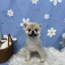 (단기)반려동물미용사(자격증) 이미지