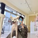 춘천애견미용학원 이미지