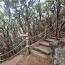 유채와바다 | [제주 동쪽 가볼만한 곳] 제주 서우봉 후기｜유채꽃, 바다 전망, 산책하기 좋은 오름