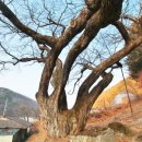평창 운교리 밤나무 이미지