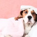 쌀강아지 이미지