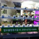 열우물새싹인삼 이미지
