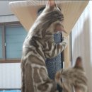 나비캐터리 이미지