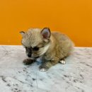 파밀리에드마스코타 천안두정점 천안강아지분양 천안고양이분양 이미지