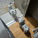 (주)핸드스튜디오 | 아이앱스튜디오 x 브레인데드 협업 아이앱도산점 오픈런