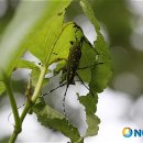 하늘소 이미지