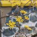 전라도인삼튀김 | 전라도 구례 2026산수유꽃축제 다녀왔다.(3월 15일 개화상황)