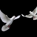 una paloma blanca (하얀 비둘기) 이미지