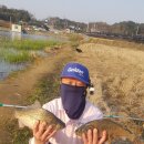 조암낚시터 | 4월 18일 멱우지 산란 시즌