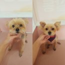 아토 강아지 미용실 이미지