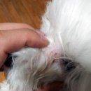 러블리 몽몽 | 러블리몽몽 천연 3 SET 체험 후기입니다