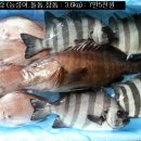 2월14일 : 생선바구니 (모자반, 갑오징어, 참조기, 횟감등..) 이미지