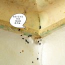 더센방역 | 오늘은 빈대퇴치훈증방역에 대해서 알아 보아요~빈대퇴치전문방역업체더센방역 수원방역업체,용인방역업체