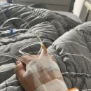 다원안경 | 코골이 원인 찾다 양압기 하기 전 비염 수술이라 불리는 하비갑개 점막하 절제술 받은 후기 및 비용 정보