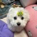 멍벤져스 이미지